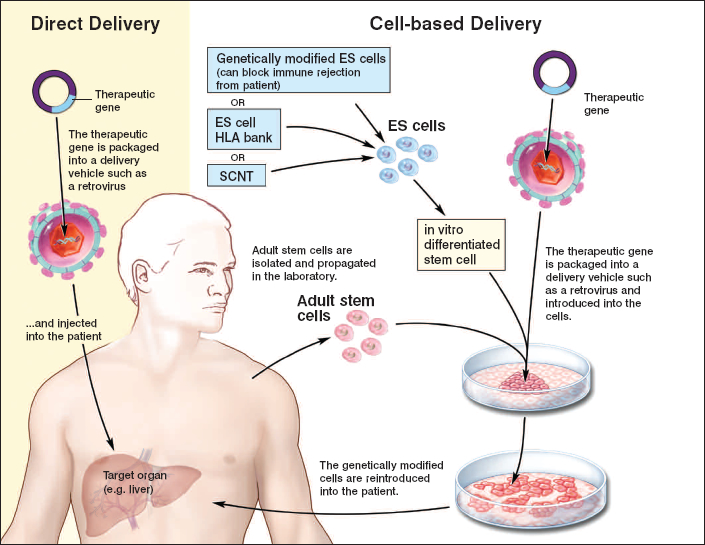 stem-cell-medicare